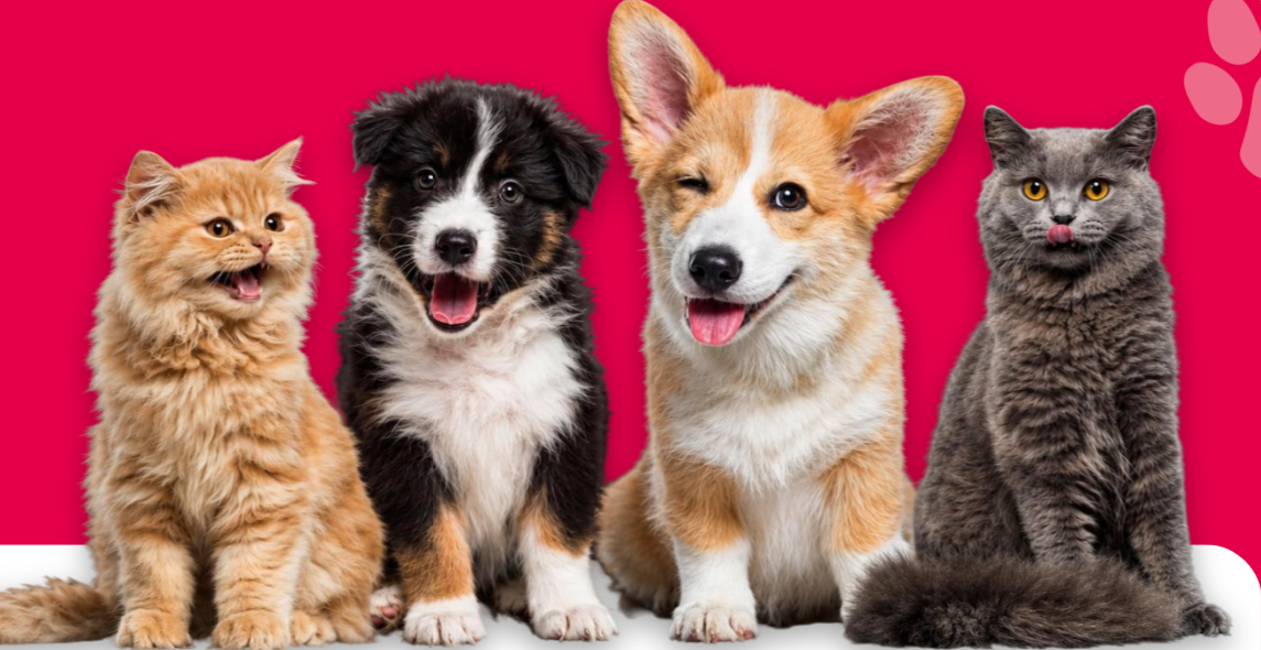 Mascotas sanas gracias a la medicina preventiva