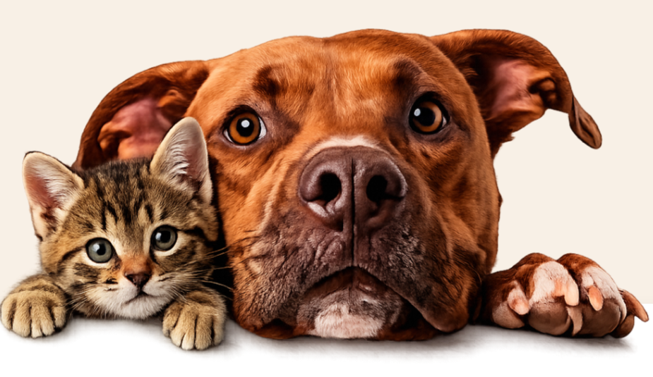 Perro y gato atendidos en Grandes Mascotas